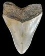 Megalodon Tooth - North Carolina #49506-2